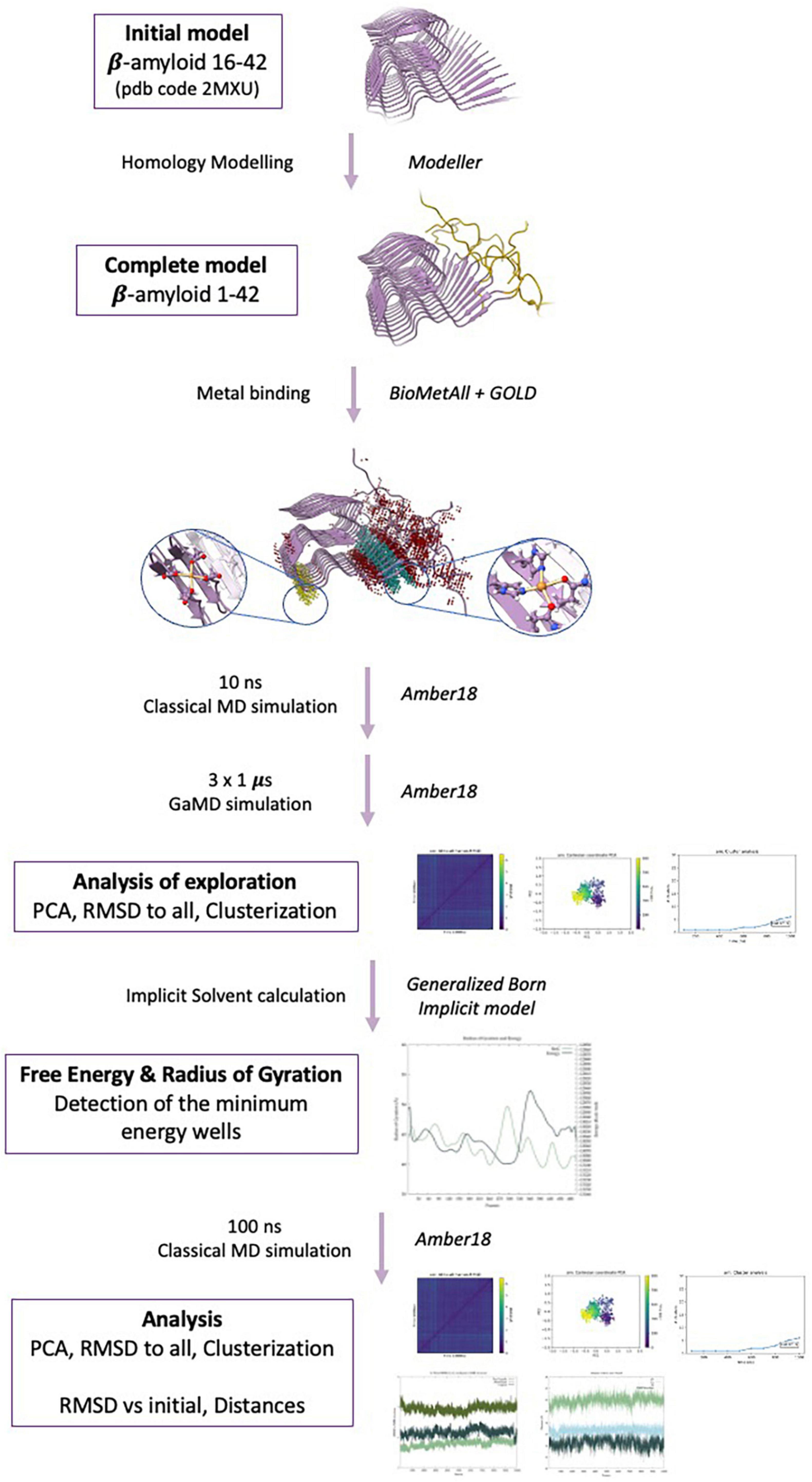 Computational assessment of the impact of Cu(II) and Al(III) on β-amyloid42 fibrils: Binding sites, structural stability, and possible physiological implications